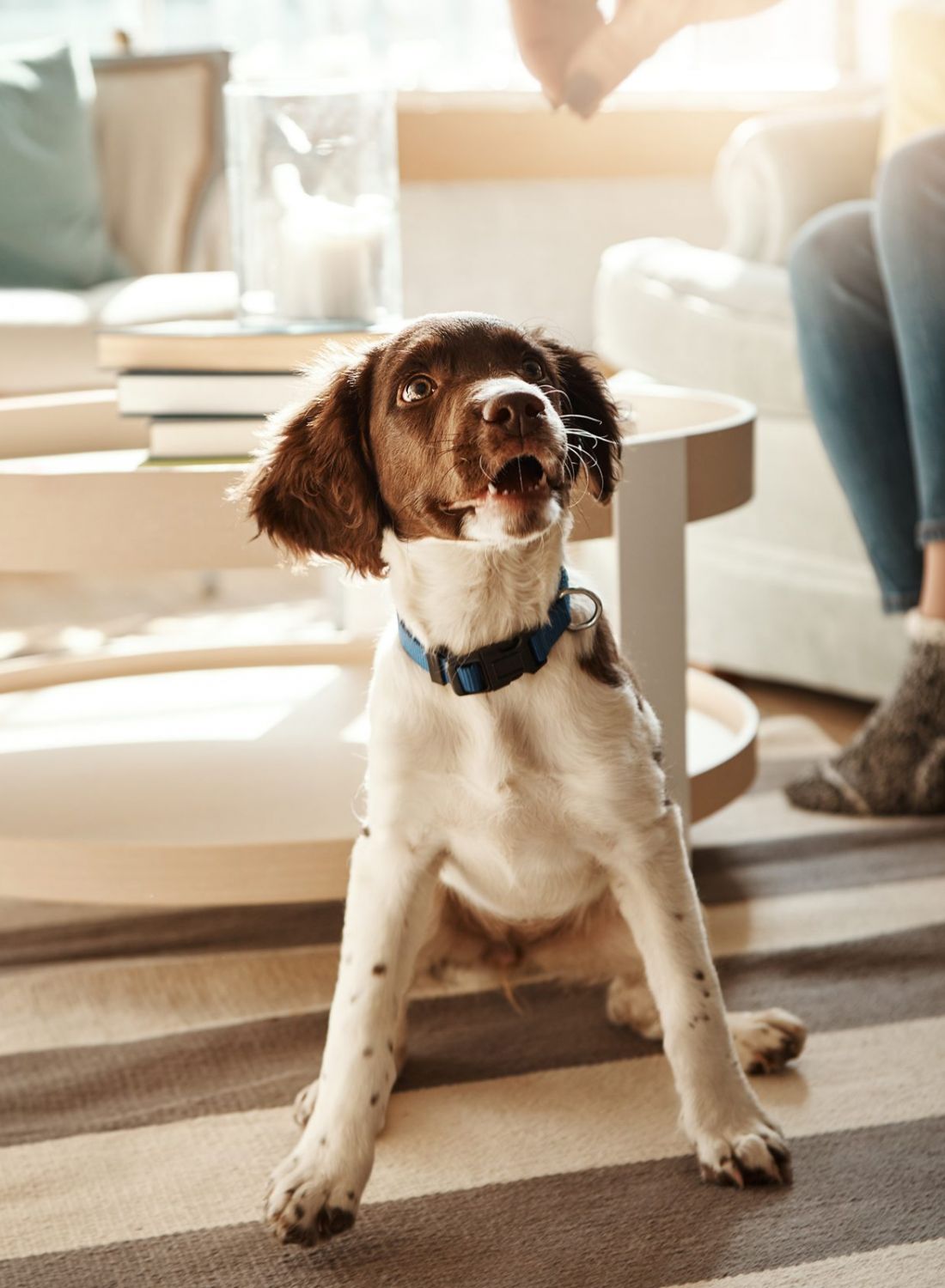 Happy brown and white puppy sits on a rug in a sunlit living room near a person on the sofa.